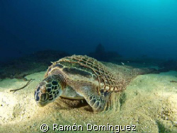 Beautiful, even when death. Green turtle found its end in... by Ramón Domínguez 